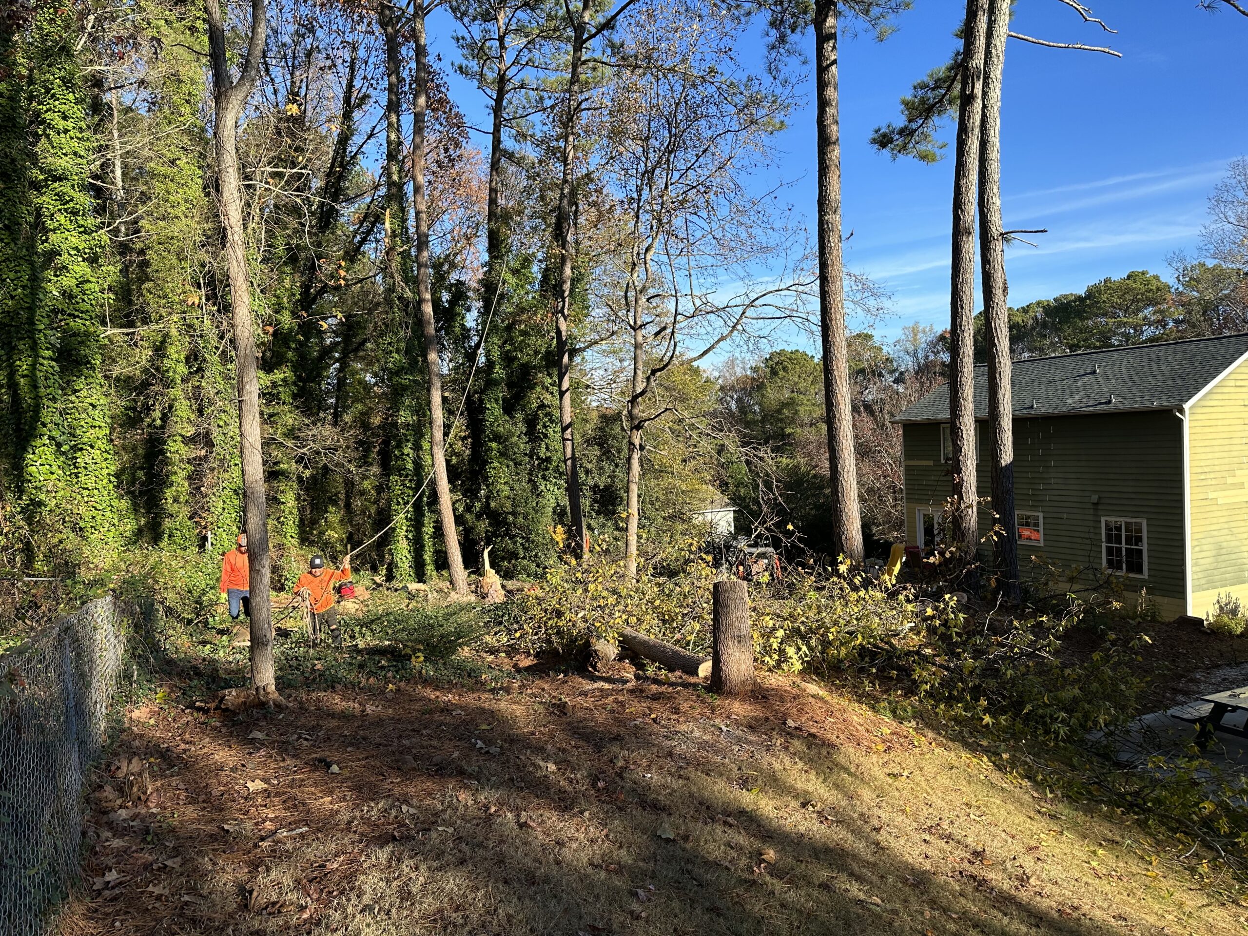 Land Clearing (1)